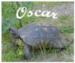 Oscar