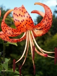 tigerlily