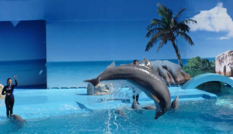 dolphins at zoomarine