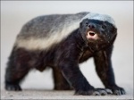 KnarkyBadger