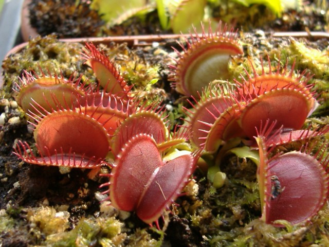 Dionée 'clone rouge sombre'