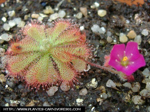 Drosera gympiensis -lucien-