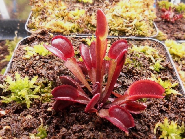 Dionaea 'Diable rouge'