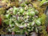 Cephalotus follicularis Cephal20