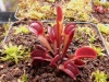 Dionaea 'Diable rouge'