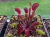 Dionaea 'diable rouge' (évolution)