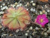 Drosera Dosera10