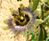 Les Sarracenias et derivés du genre 573-14