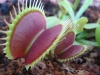 dionaea74