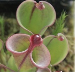 Les Heliamphora 603-18