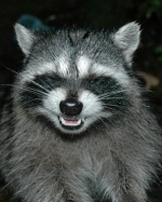 Raccoon