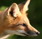 renard