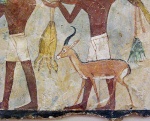 Egyptian Gazelle