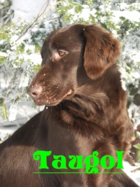 Taugol