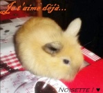 Noisette