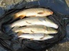 1º quedada silver-carp abril 2012 Resize57