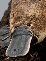 Platypus