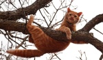 Catupatree