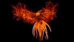 Pheonix