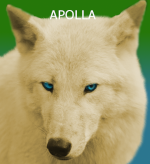 Apolla