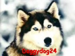 doggydog24