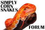 SimplyCornSnakes