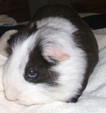 GuineaPigLuvver