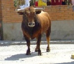 Ainhoa Valladolid (Cuenca