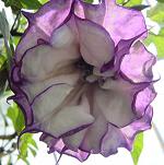 Datura