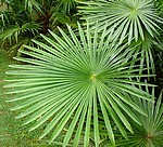 ~ Cycas et palmiers~ 459-48