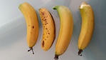 ~Bananiers~ 904-58