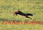 Foxsurvivaliste