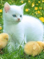 White Cat