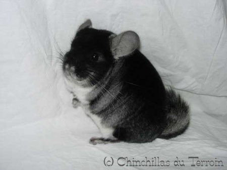 Chinchillas du Terroin