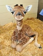 the baby giraffe