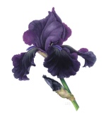 black-iris