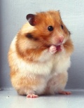 Passion-Hamster