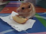 Hamtaro_