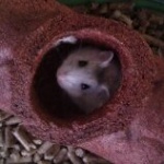 hamsterPerle