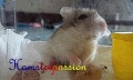 hamsterpassion