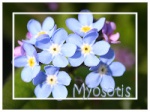 Myosotis