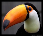 tucan619