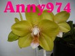 Anny974