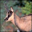 Chamois