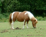 SUPERPONEY