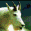 oldgoat