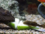 Pleco James