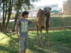 Me buying a Camel to sleep with :D