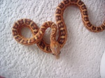 Reptarrio snakes