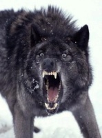 BlackWolf